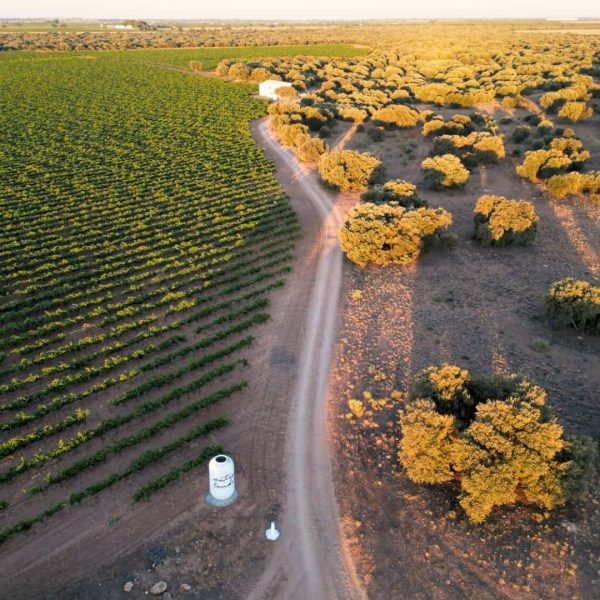 Enoturismo - visita bodega y practica en viñedos